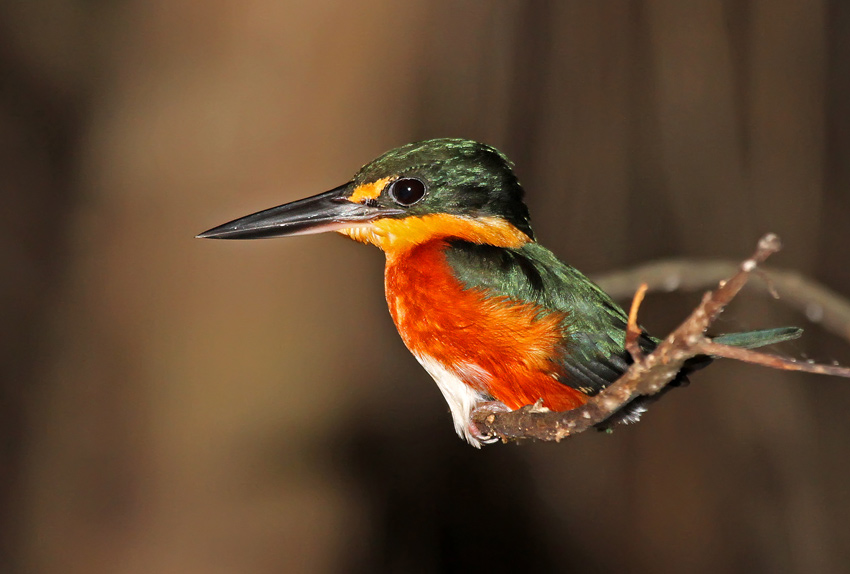 American Pygmy Kingfisher