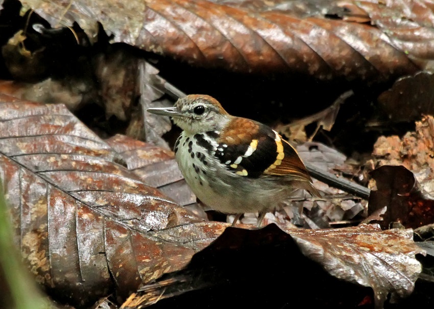 Banded Antbird