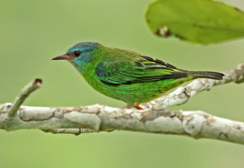 Blue Dacnis