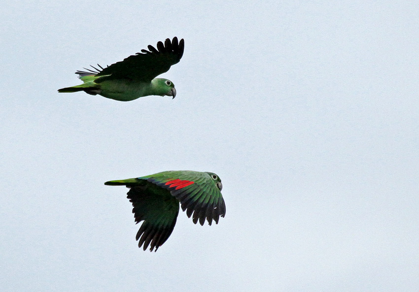 Mealy Amazon