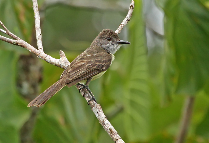 Short-crested Flycatcher