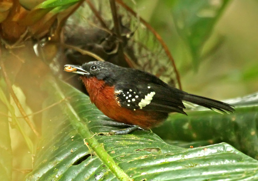 Dot-winged Antwren