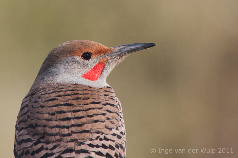 Northern Flicker