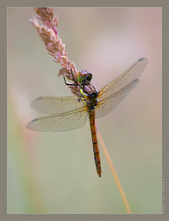 Dragonflies and damsels