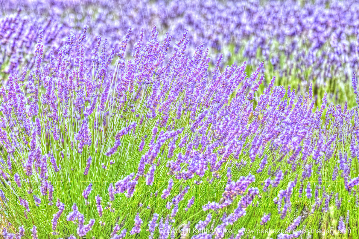 Lavender in Bloom - Sault Provence France - 48x32.jpg
