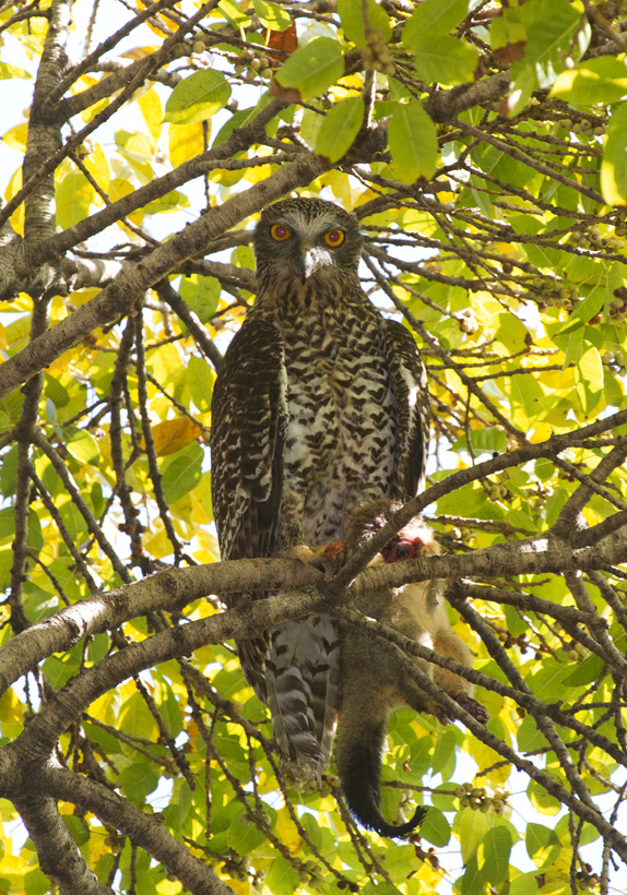 Powerful Owl