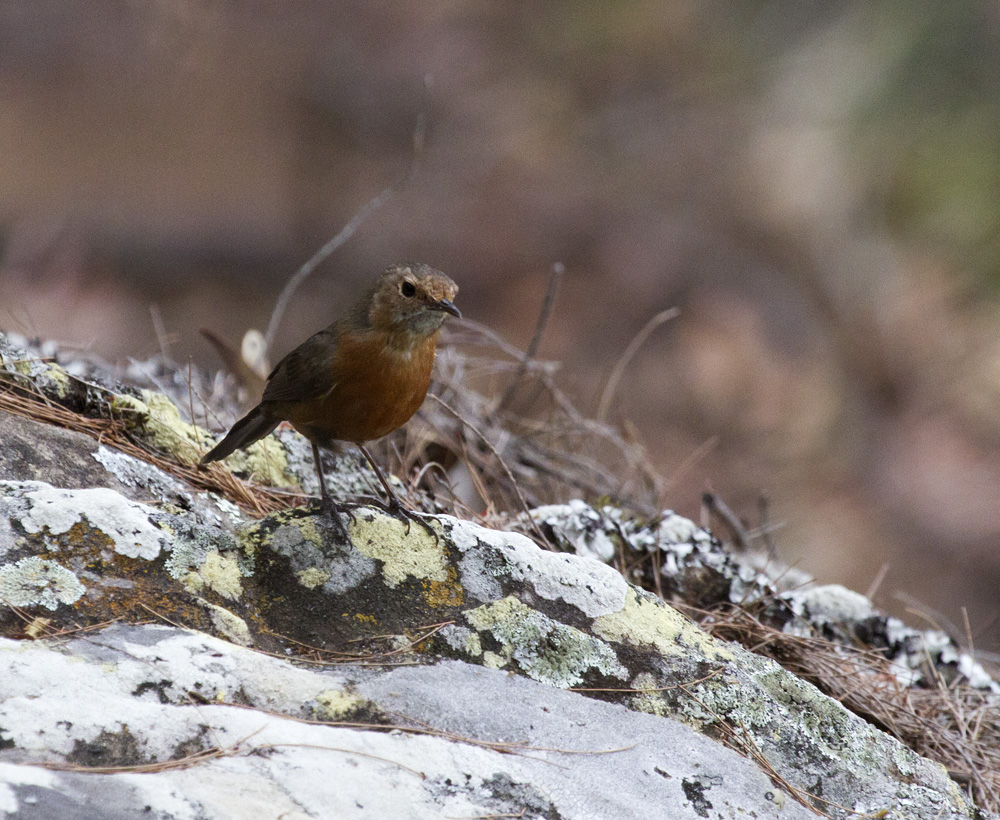 Rock Warbler (Origma)