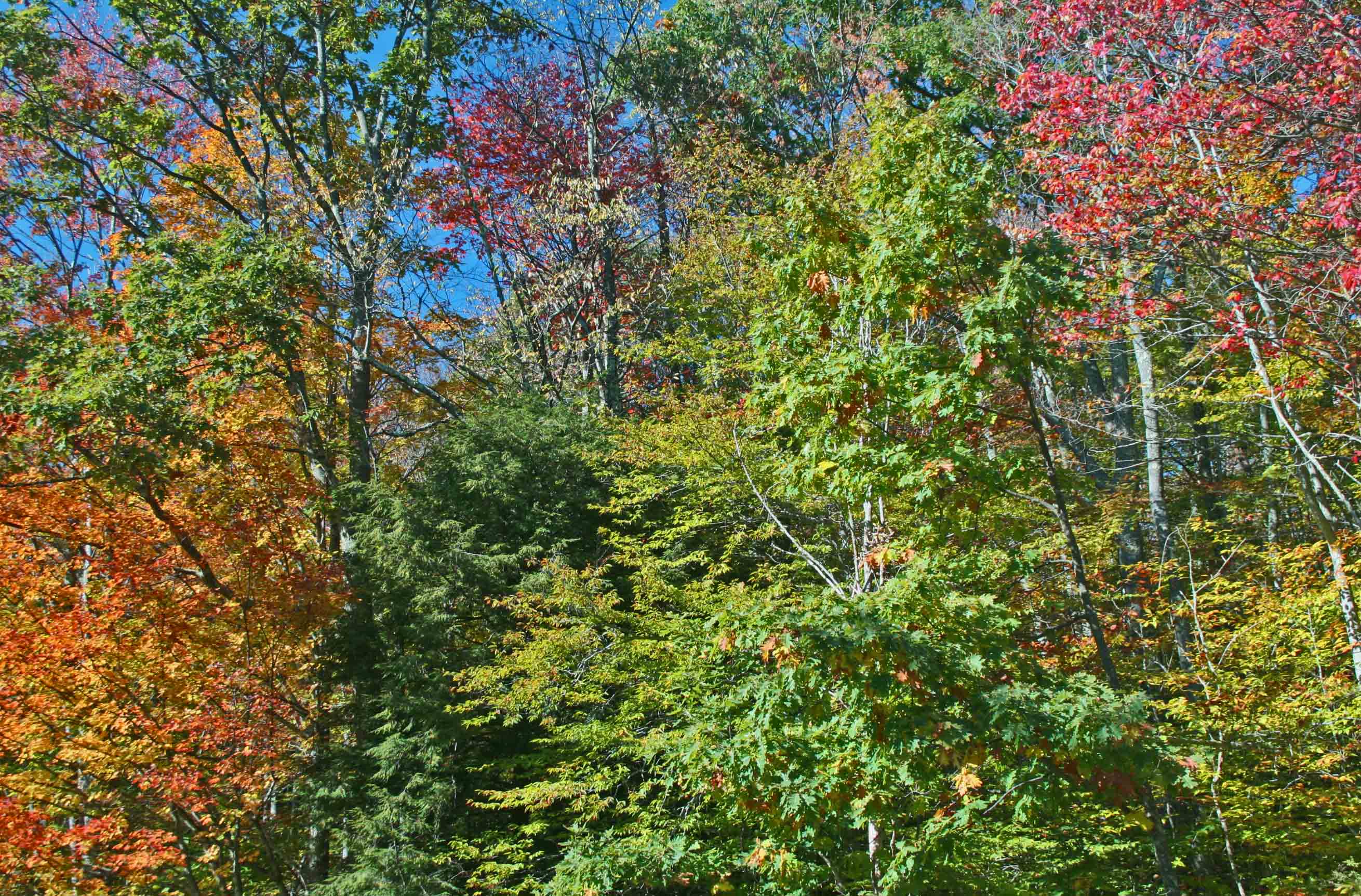 Sunlit Appalachian Mtns Early Autumn Hues tb1111eox.jpg