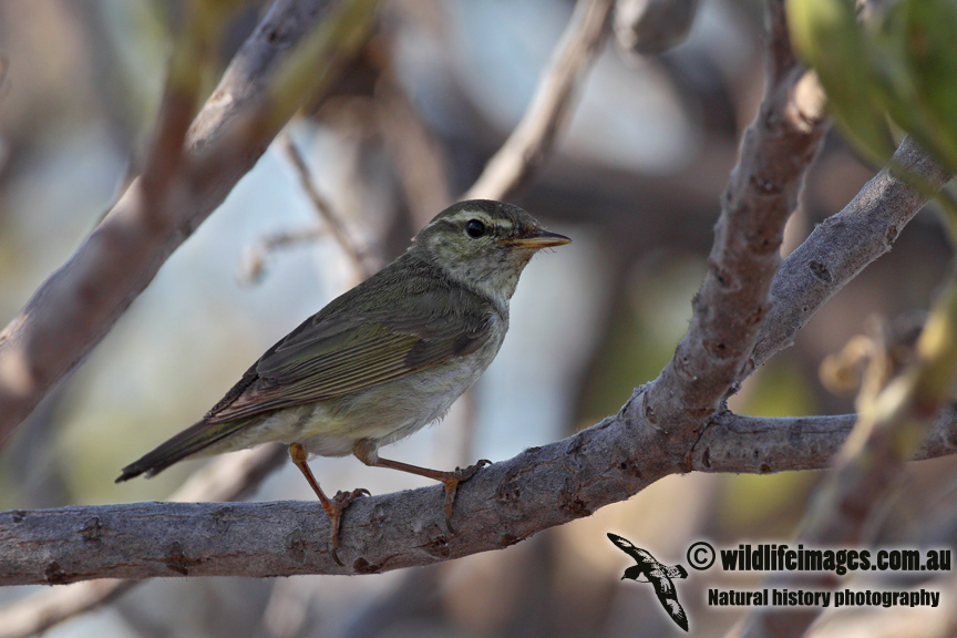 Arctic Warbler 5865.jpg