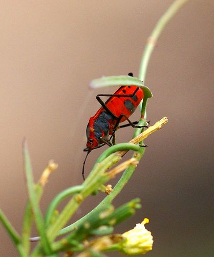 Large Milkweed Bug