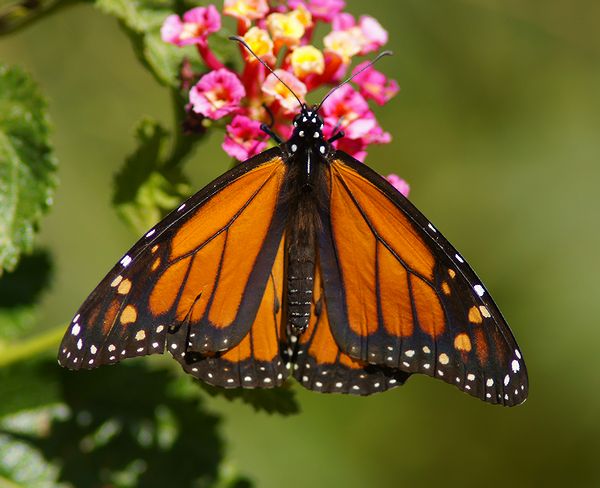 Viceroy