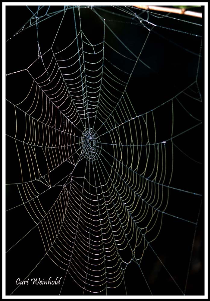 Orb weaver