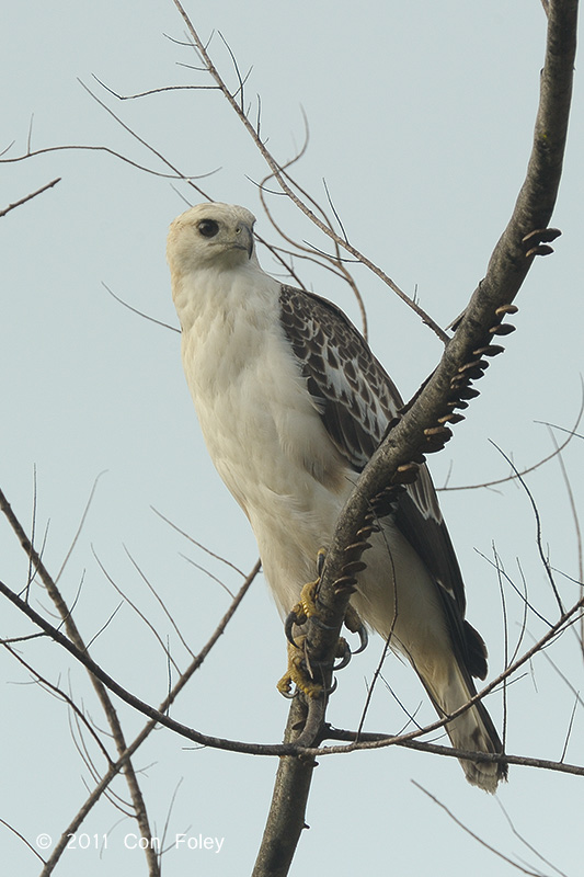 Eagle Eagle, Changeable Hawk (juv pale morph) @ Changi