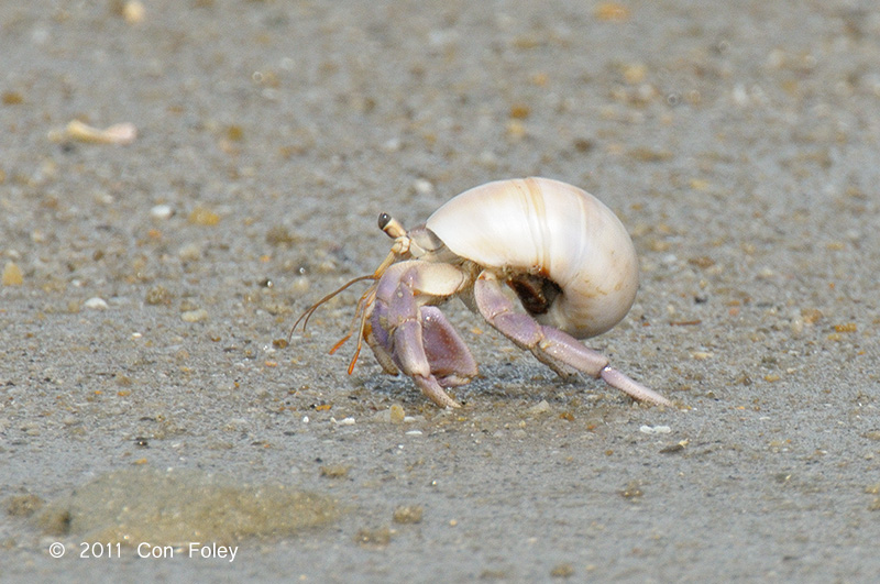 Land Hermit Crab @ Changi