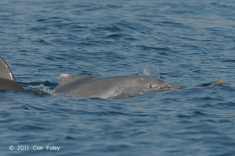 Indo-pacific Humpback Dolphin @ Straits of Singapore