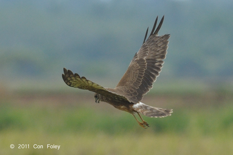 Harrier, Pied (juv) @ Sungei Balang