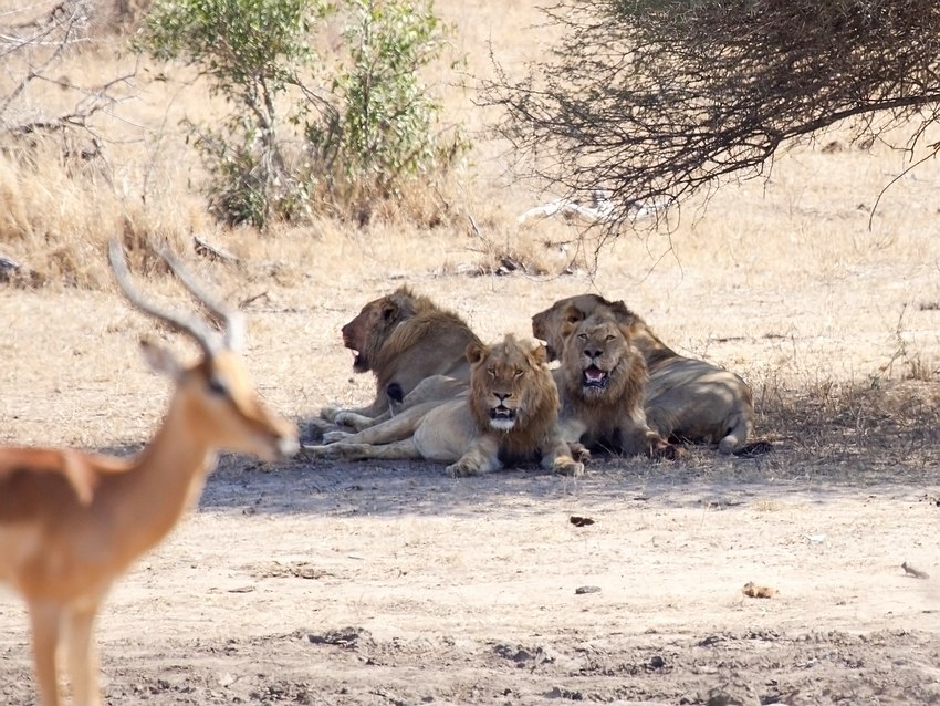 Impala meets lions..... (2)