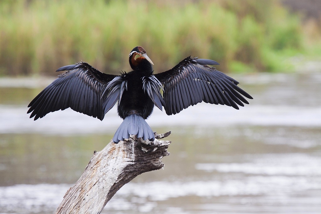 African darter