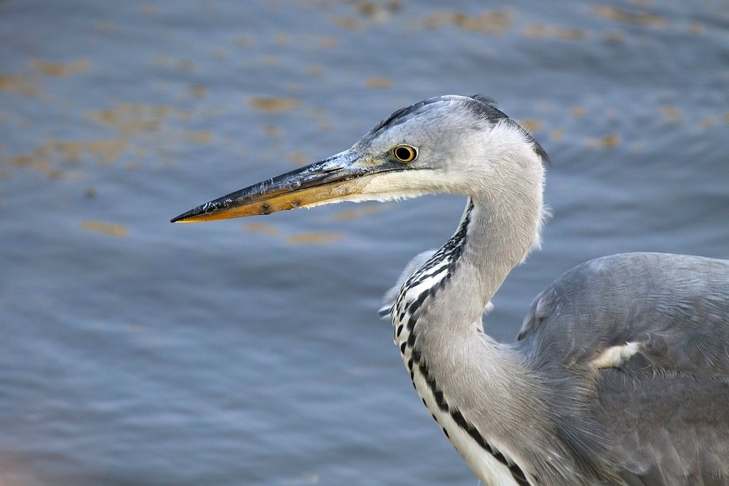 Grey heron