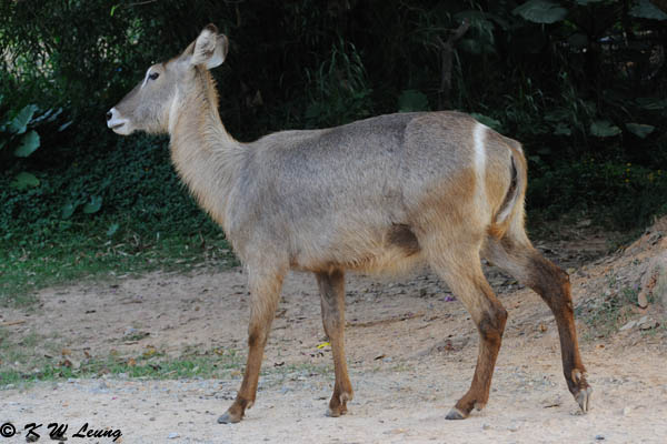 Waterbuck DSC_3312