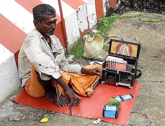 Fortune teller in Nagercoil, Tamil Nadu. The parrot picks three cards out of a pile.