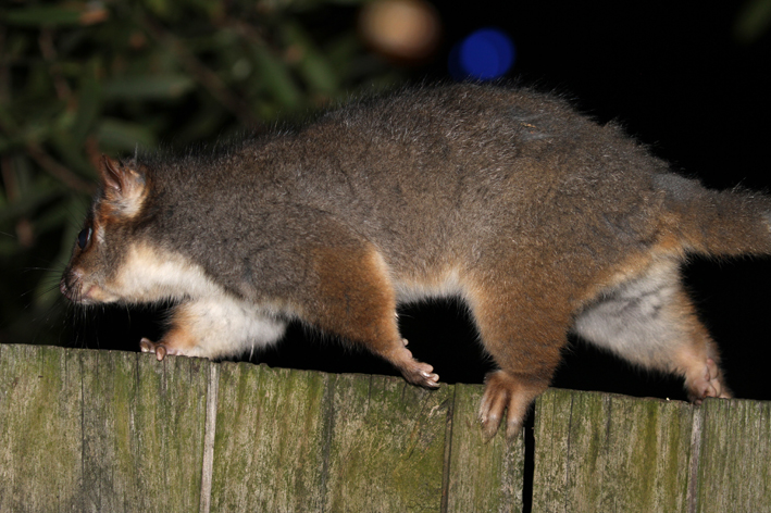 ringtail on fence 2.jpg