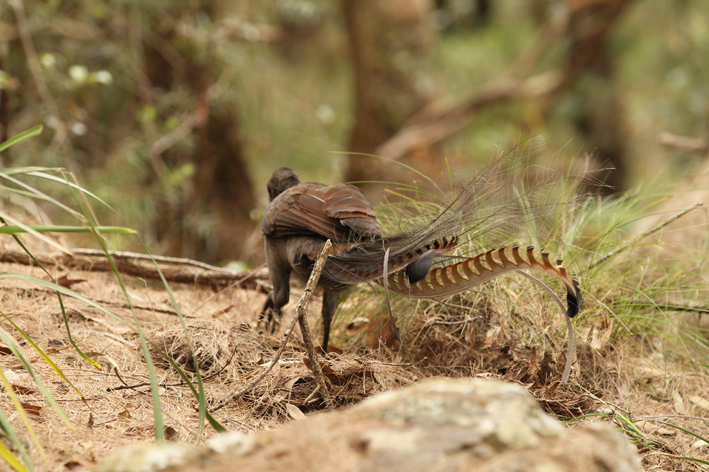 lyrebird_1.jpg