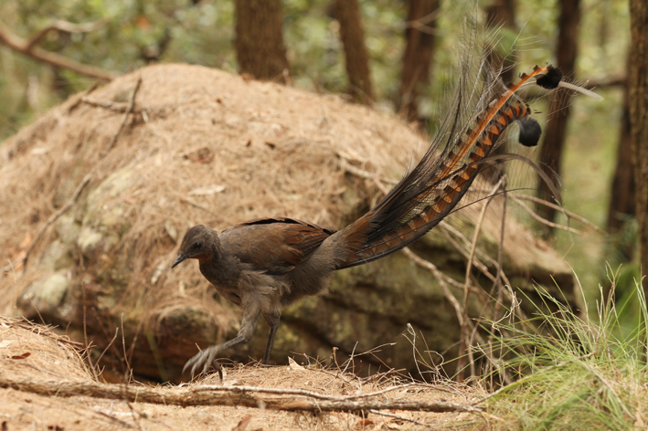 lyrebird_3.jpg