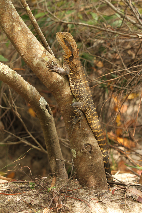 female water dragon 2.jpg
