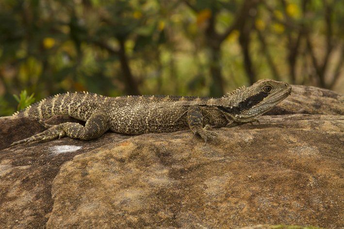 female_water_dragon_2.jpg