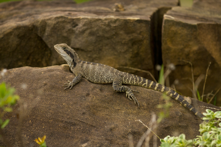 female_water_dragon_3.jpg