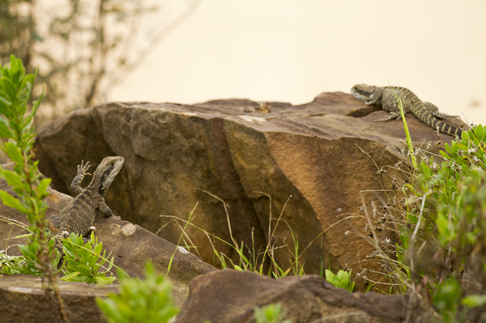 female_water_dragons_signalling.jpg