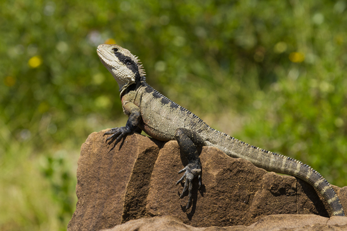 male_water_dragon_1.jpg