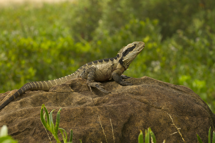 male_water_dragon_2.jpg