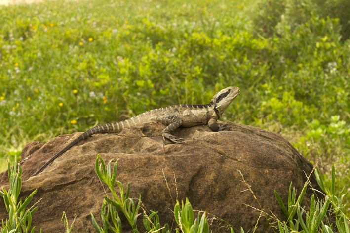 male_water_dragon_4.jpg