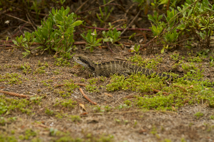 water_dragon_digging_2.jpg