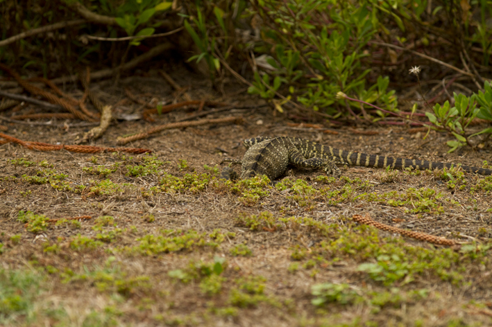 water_dragon_digging_3.jpg
