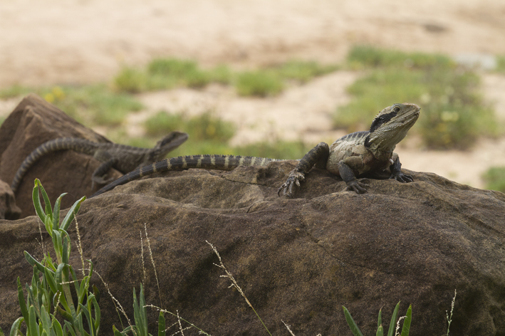 water_dragon_pair.jpg