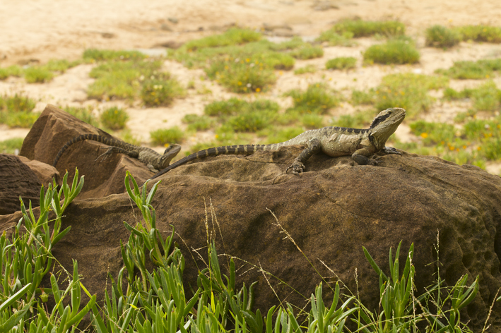 water_dragon_pair_2.jpg