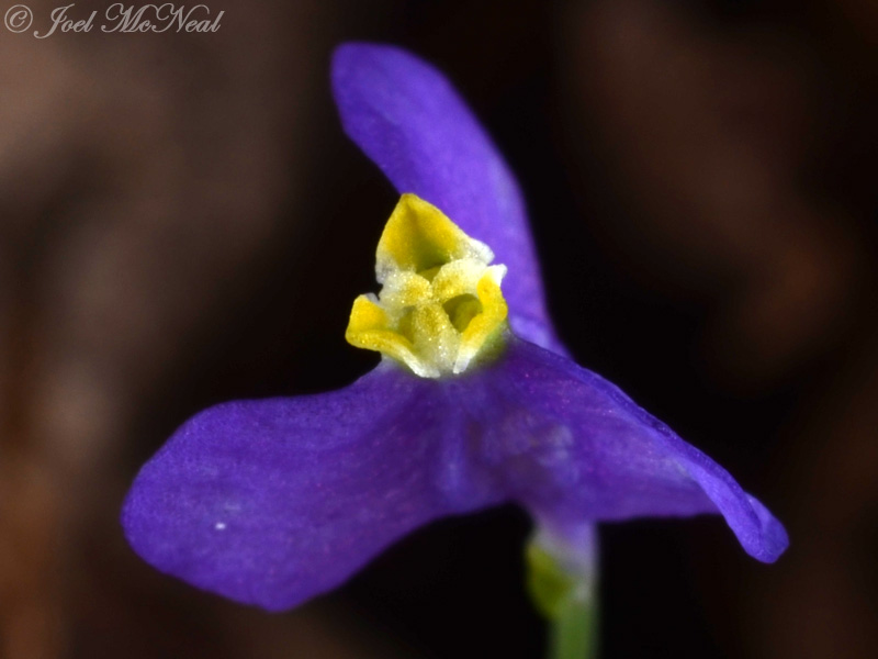 Northern Bluethread: <i>Burmannia biflora</i>, Bartow Co., GA