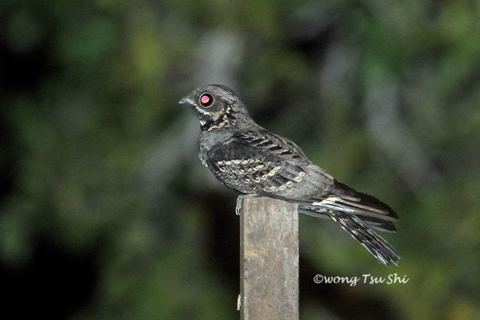 <i>(Caprimulgus macrurus)</i><br /> Large-tailed Nightjar
