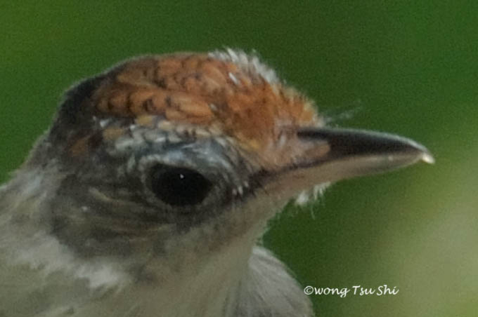 <i>(Malacopteron cinereum)</i><br /> Scaly-crowned Babbler