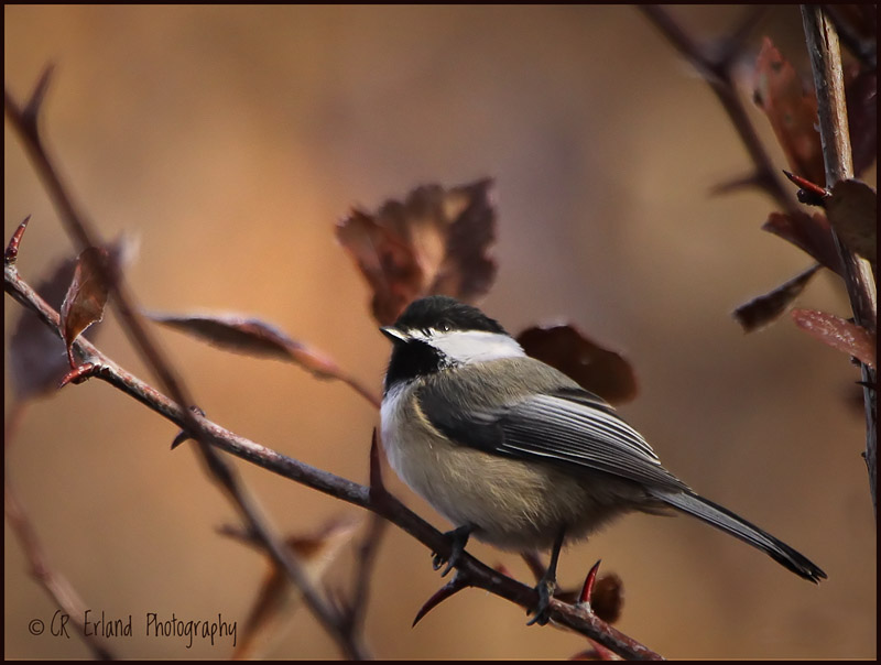 Black-capped Chickadee