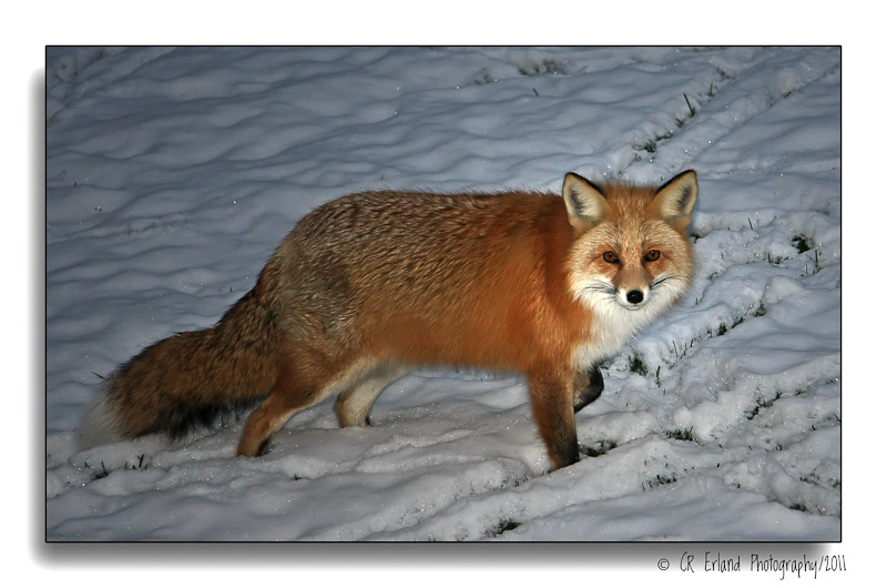 Red Fox