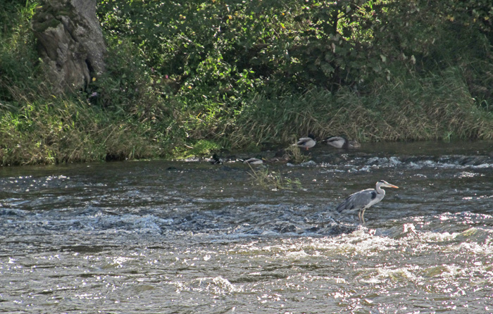 IMG_1036.JPG