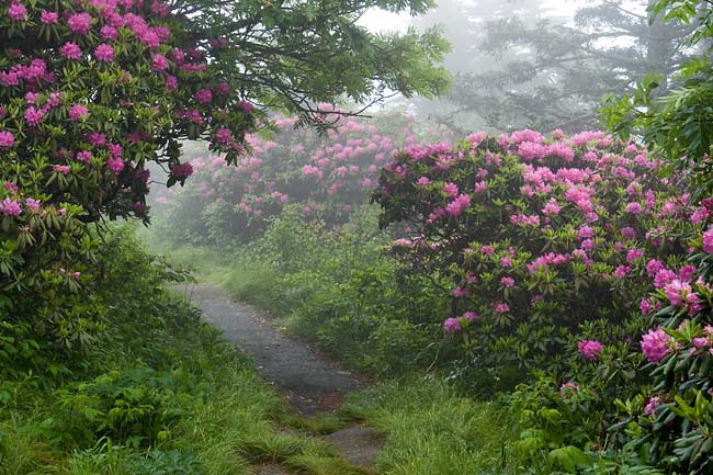 Catawba Rhododendron 1