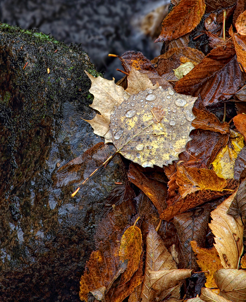 Drops on Leaf - Strong Falls - Goodman County Park - Marinette County, Wisconsin