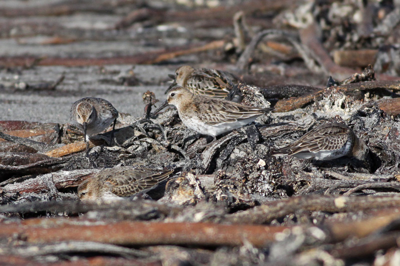 Dunlin