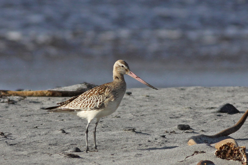 Bar-tailed Godwit