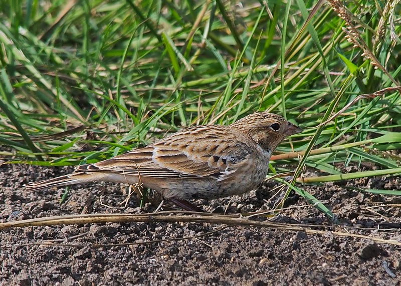 Chestnut-collared Longspur